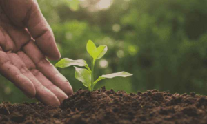 Organik Tarım ve Kimyasal Azaltma: Geleceğin Gıda Güvencesi İçin Yatırım